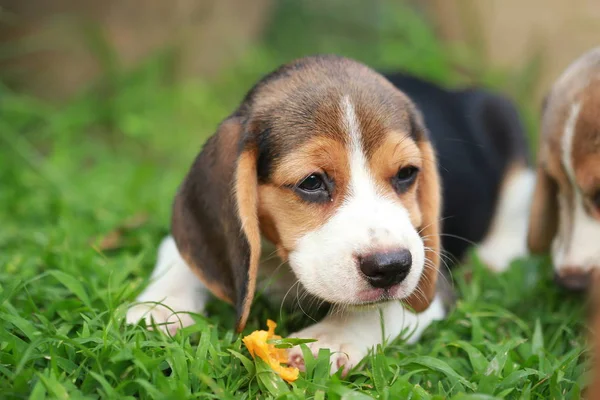 Reinrassiger Beagle Welpe isst gerne Früchte, 2 Monate starker männlicher Beagle Welpe — Stockfoto