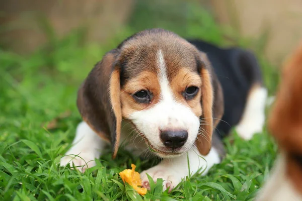 Puppy beagle puro é desfrutar de comer frutas, 2 meses de cachorro beagle macho forte — Fotografia de Stock