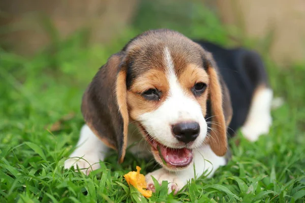 Puppy beagle puro é desfrutar de comer frutas, 2 meses de cachorro beagle macho forte — Fotografia de Stock