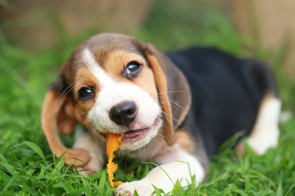 Purebred beagle puppy is enjoy eating fruit, 2 months strong male beagle puppy — Stock Photo, Image