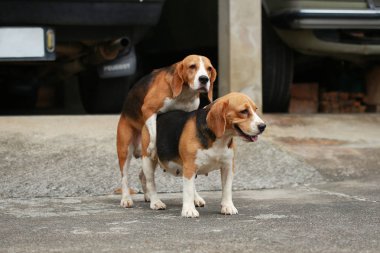 güçlü erkek gümüş üç renk beagle köpek 