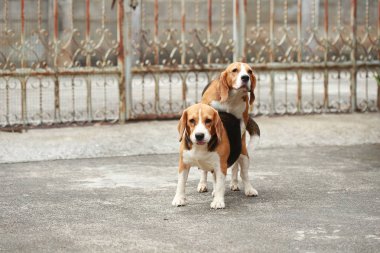 güçlü erkek gümüş üç renk beagle köpek 