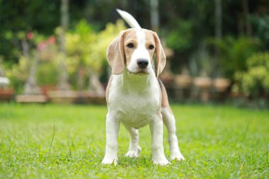 güçlü erkek gümüş üç renk beagle köpek 