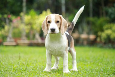 güçlü erkek gümüş üç renk beagle köpek 