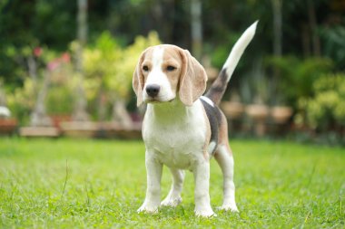 güçlü erkek gümüş üç renk beagle köpek 