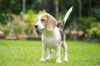 güçlü erkek gümüş üç renk beagle köpek 
