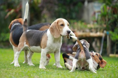 güçlü erkek gümüş üç renk beagle köpek 