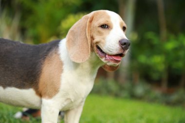 güçlü erkek gümüş üç renk beagle köpek 