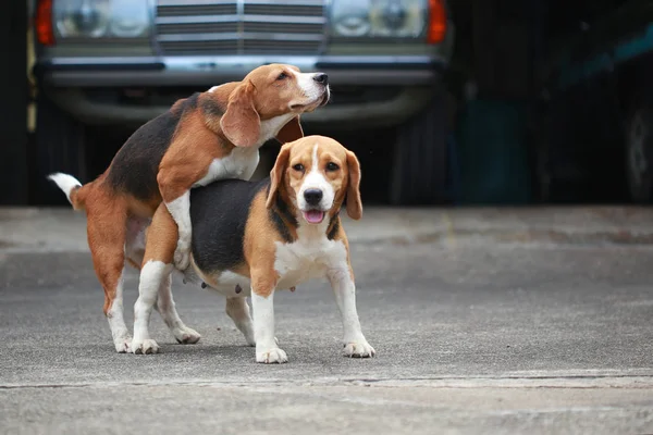 强男银三色 beagle 犬 — 图库照片