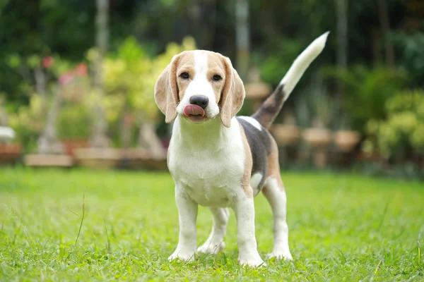 Fort mâle argent tri couleur beagle chien — Photo