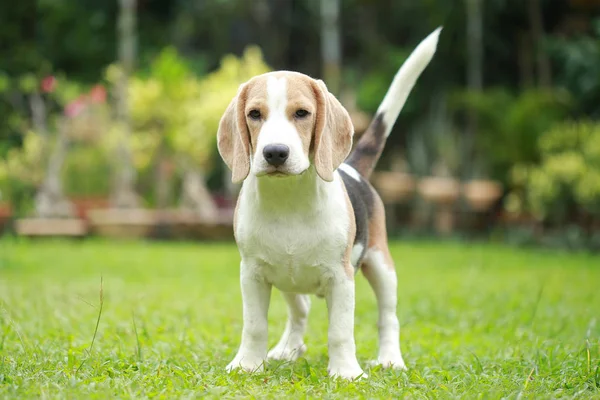 Starka manliga silver tri color beaglehund — Stockfoto