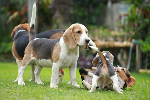 strong male silver tri color beagle dog 