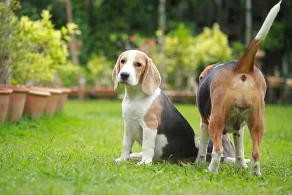 Fuerte macho plata tri color beagle perro — Foto de Stock
