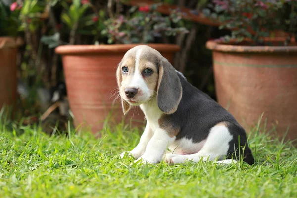 Fuerte pura raza plata tri color beagle cachorro en acción —  Fotos de Stock