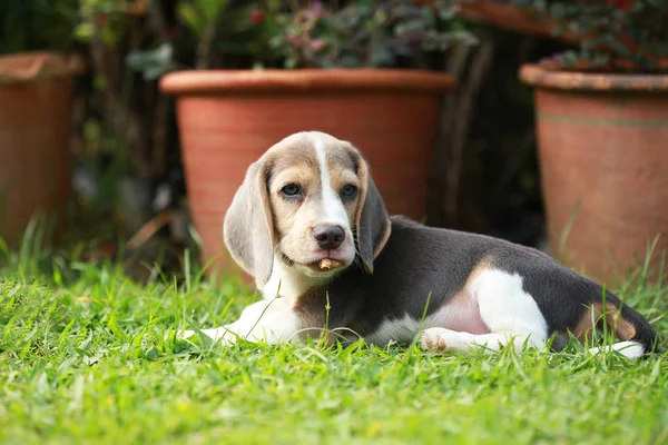 Fuerte pura raza plata tri color beagle cachorro en acción —  Fotos de Stock