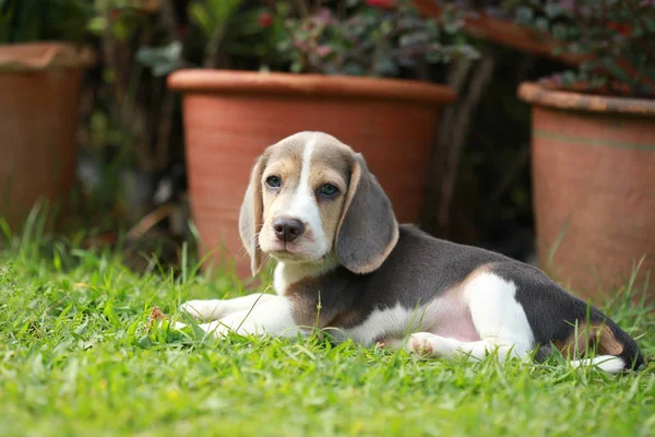 Forte de raça pura prata tri cor beagle cachorro em ação — Fotografia de Stock