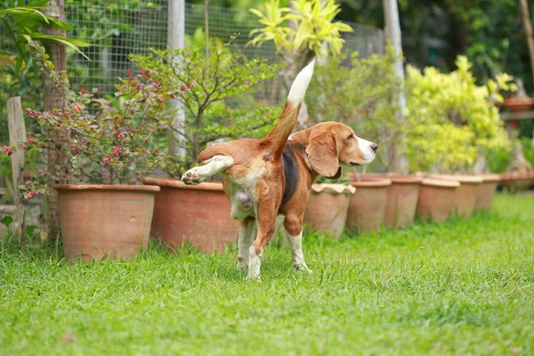 Purebred beagle dog peeing on lawn — Stock Photo, Image