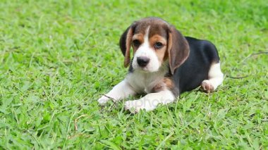 safkan beagle köpek bir şey arıyorum