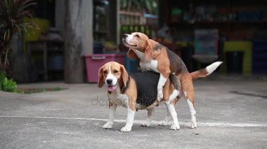 Chien De Race Beagle Se Reproduisent Chien Accouplement