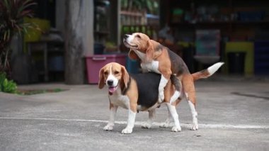 safkan beagle köpek yetiştirme, çiftleşme köpek
