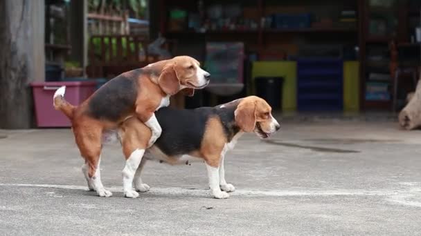 180 Dog mating Videos, Royalty-free Stock Dog mating Footage | Depositphotos