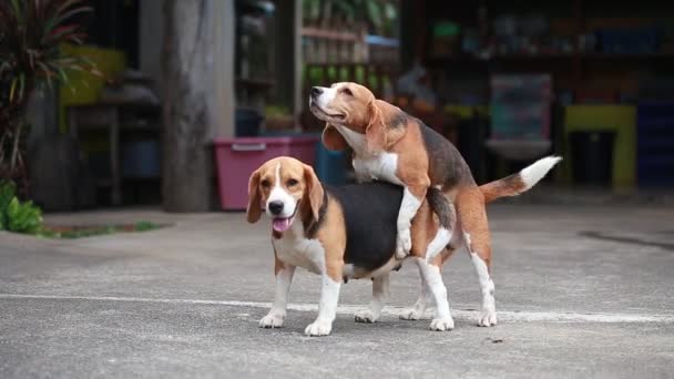 Chien de race beagle se reproduisent, chien accouplement — Video