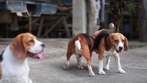 Chien de race beagle se reproduisent, chien accouplement — Video