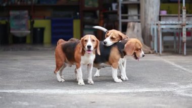safkan beagle köpek yetiştirme, çiftleşme köpek