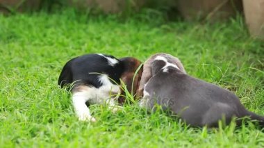 Beagle köpek zevk meyve yeme