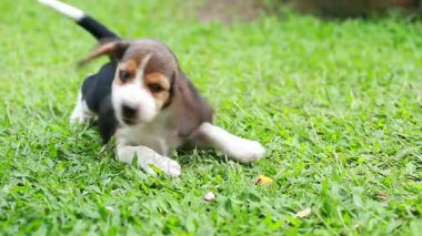Beagle köpek zevk meyve yeme