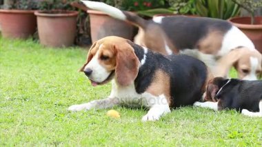 dişi beagle zevk meyve yeme