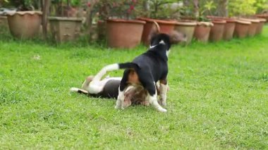 çimenlerin üzerinde mücadele beagle köpek yavrusu