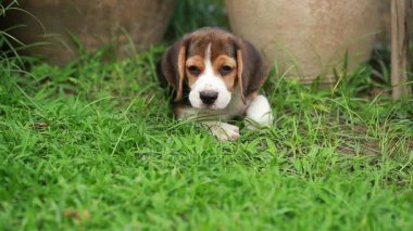 Beagle köpek yavrusu uyumak istiyorum