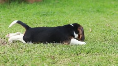 tembel beagle köpek çim üzerinde 