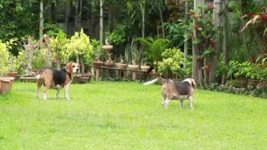 safkan beagle köpek bir şey arıyorum