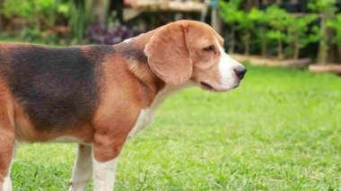 safkan beagle köpek bir şey arıyorum