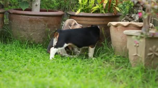 Filhote de cachorro beagle lutando no gramado — Vídeo de Stock