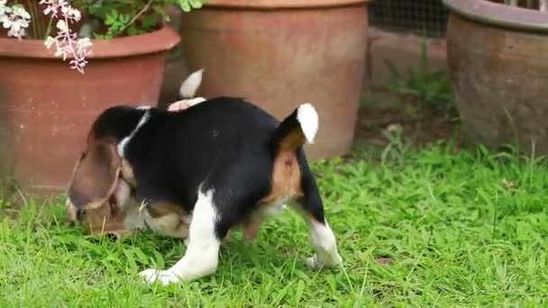 Beagle cachorro luchando en el césped — Vídeos de Stock