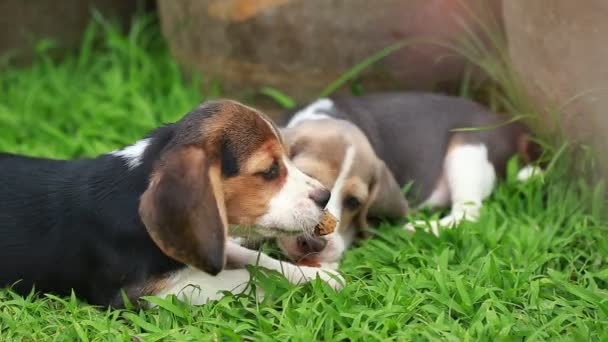 ビーグル犬の子犬は、果物を食べてお楽しみください。 — ストック動画