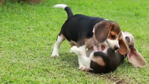 Beagle puppy fighting on lawn — Stock Video