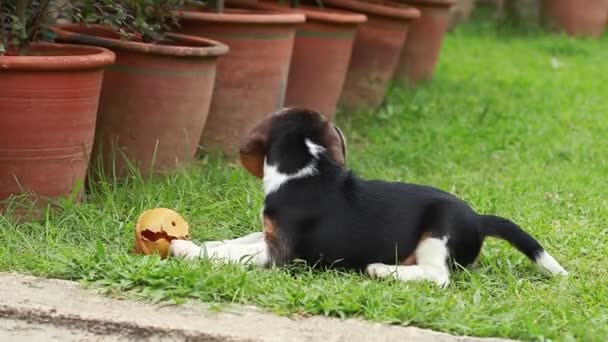Beagle puppy fighting for toy — Stock Video
