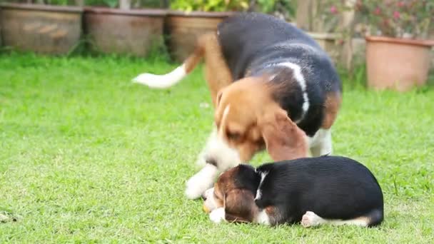 Beagle pup verloren zijn vruchten — Stockvideo