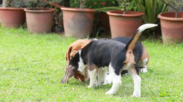 Adult and beagle puppy are fighting for one fruit.MOV — Stock Video