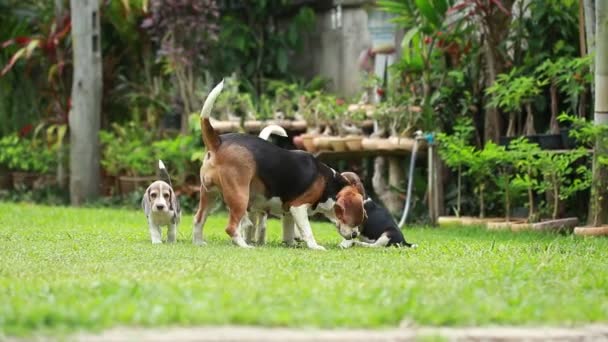 Beagle dog playing on lawn — стоковое видео
