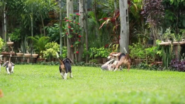 chien beagle jouer sur la pelouse 