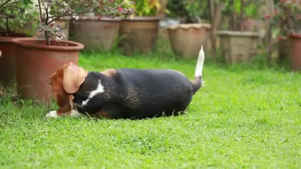 Ледачий бігль собака на газоні — стокове відео