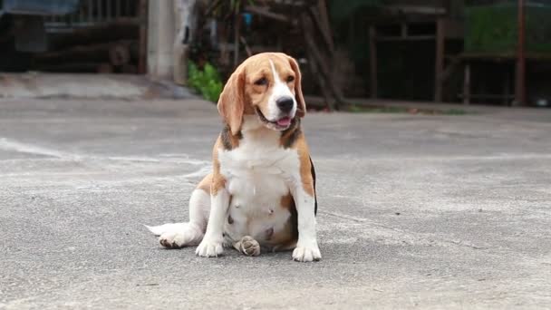 Lata kvinnliga beaglehund gäspningar — Stockvideo