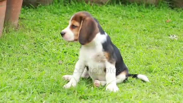 Perro beagle pura raza en busca de algo — Vídeos de Stock