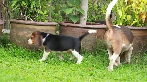 Perro beagle pura raza en busca de algo — Vídeos de Stock