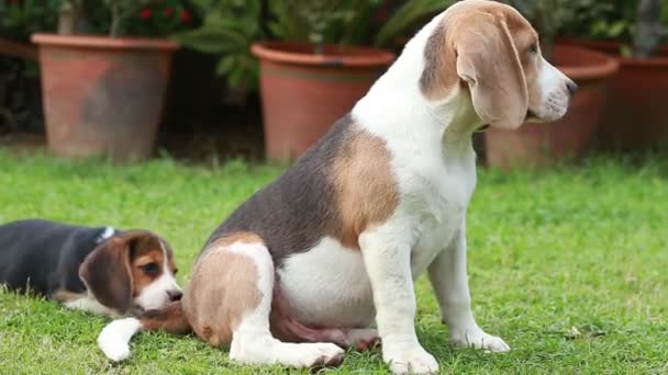 Purebred beagle dog looking for something — Stock Video